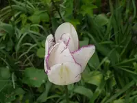 k-Tulpen (5).webp