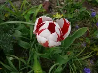 k-Tulpen (7).webp