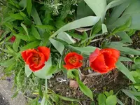 k-Tulpen (8).webp