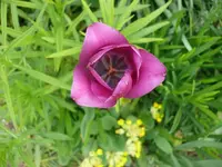 k-Tulpen (11).webp