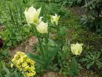 k-Tulpen (13).webp