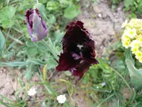 k-Tulpen (14).webp