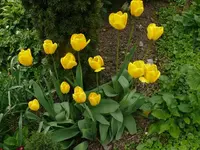 k-Tulpen (15).webp