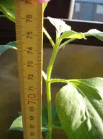 75 cm.webp