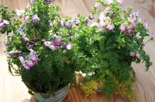 Bauernorchidee 1.webp