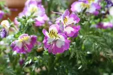 Bauernorchidee 2.webp