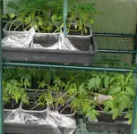 Tomaten anzucht.webp