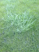 Foto0218.webp