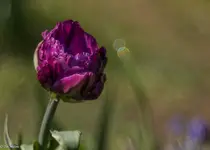 IMG_8601-2.jpg