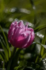 IMG_8610.jpg