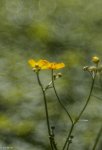 IMG_8639.jpg