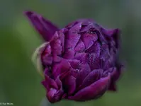 IMG_8717.jpg