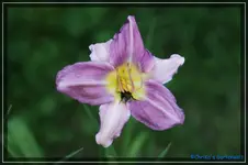 Lavendula Plus.webp