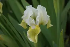 Smlg Biene (1).webp