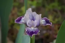 Smlg Biene (2).webp