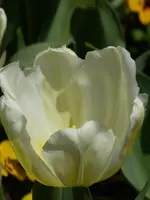 P1000261.webp