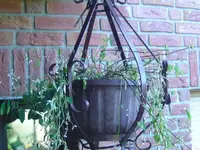 Taube.webp