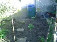 Sonnenblumen.jpg