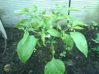 Chili.webp
