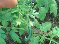Bluete Tomaten.webp