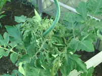 Bluete Tomaten (2).webp
