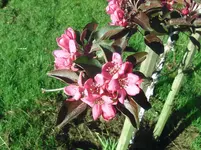Red Love (2).webp