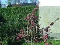 Red Love.webp