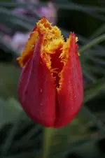 _DSC0298.webp