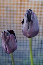 _DSC0303.webp