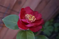 _DSC0304.webp