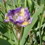 Iris16 (2).webp