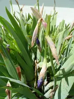 Iris16 (1).webp
