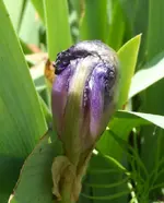 Iris16 (4).webp