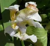 Iris16 (5).webp