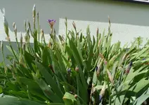 Iris16 (6).webp