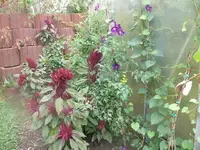 k-P1090795.webp