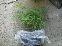 Tomaten pikkieren (3).webp