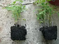 Tomaten pikkieren (4).webp