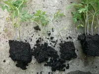 Tomaten pikkieren (5).webp
