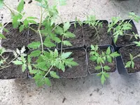 Tomaten pikkieren (1).webp