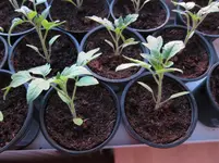 tomaten2.webp