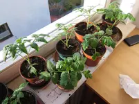 tomaten3.jpg
