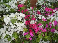 SAM_0389.webp