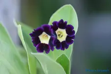 comp_DSC04816.webp