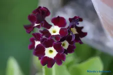 comp_DSC04819.jpg