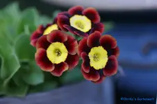 comp_DSC04821.jpg