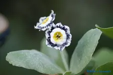 comp_DSC04824.jpg