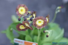 comp_DSC04828.webp