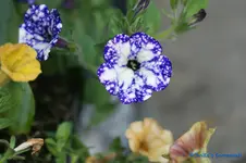 comp_DSC04833.webp