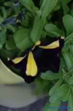 comp_DSC04832.webp